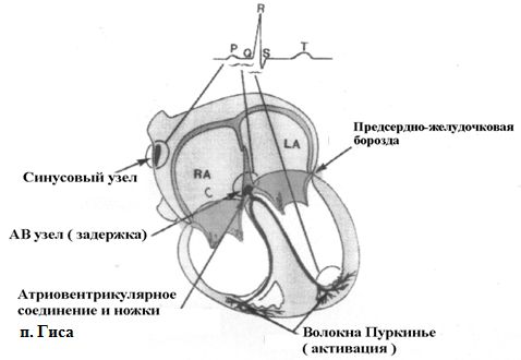 Анатомия проводящей системы сердца Анатомия проводящей системы сердца