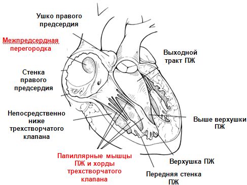 Места фиксации электродов Места фиксации электродов