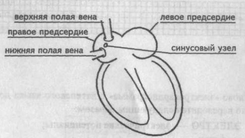 Синусовый узел Синусовый узел