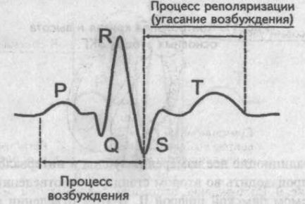Процессы возбуждения и реполяризации миокарда Процессы возбуждения и реполяризации миокарда