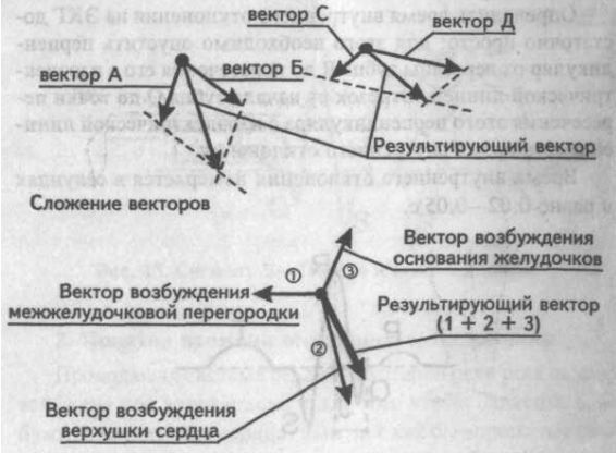 Результирующий вектор возбуждения желудочков Результирующий вектор возбуждения желудочков