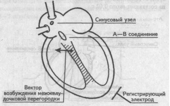Возбуждение межжелудочковой перегородки (зубец Q) Возбуждение межжелудочковой перегородки (зубец Q)