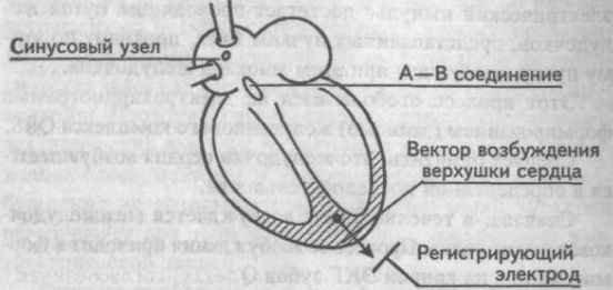 Возбуждение верхушки сердца (зубец R) Возбуждение верхушки сердца (зубец R)