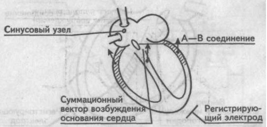 Возбуждение основания сердца (зубец S) Возбуждение основания сердца (зубец S)