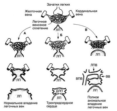 Развитие легочных вен