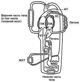 Кровообращение плода