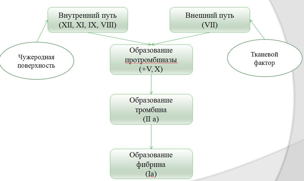 Механизм свертывания крови Механизм свертывания крови