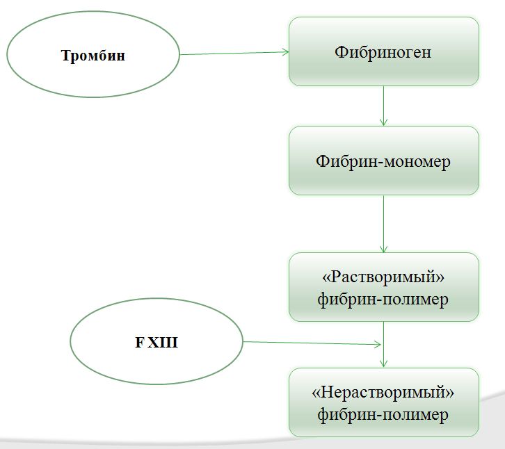 Механизм образования фибрина Механизм образования фибрина